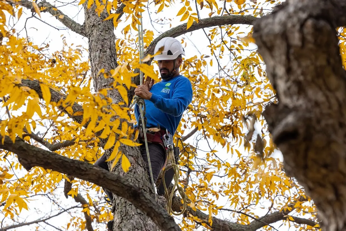 Skilled Tree Planting crew working in Painted Post